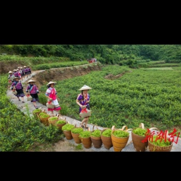 永顺莓茶，藤茶，龙须茶