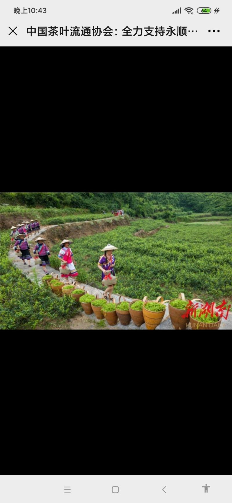 永顺莓茶，藤茶，龙须茶