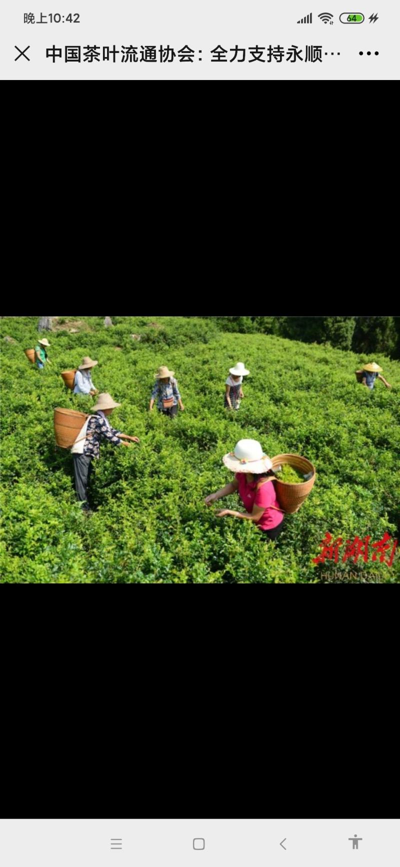 永顺莓茶，藤茶，龙须茶