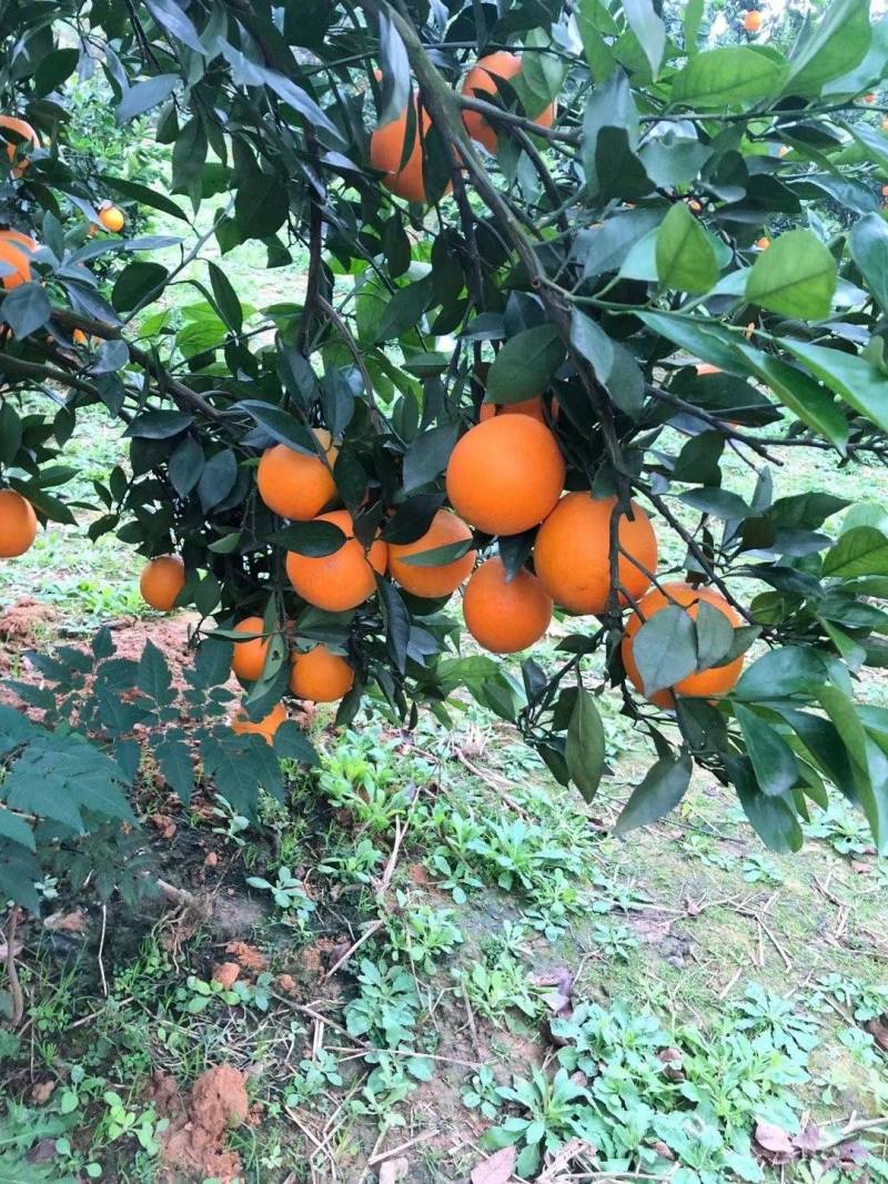 脐橙青果催红果各种规格承接各大平台市场一件代发