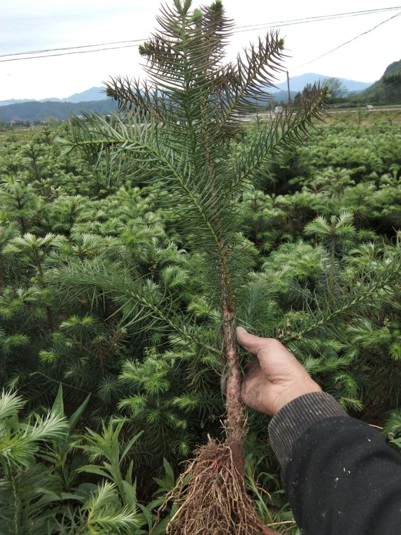 杉木种子，速生抗旱抗寒抗虫害