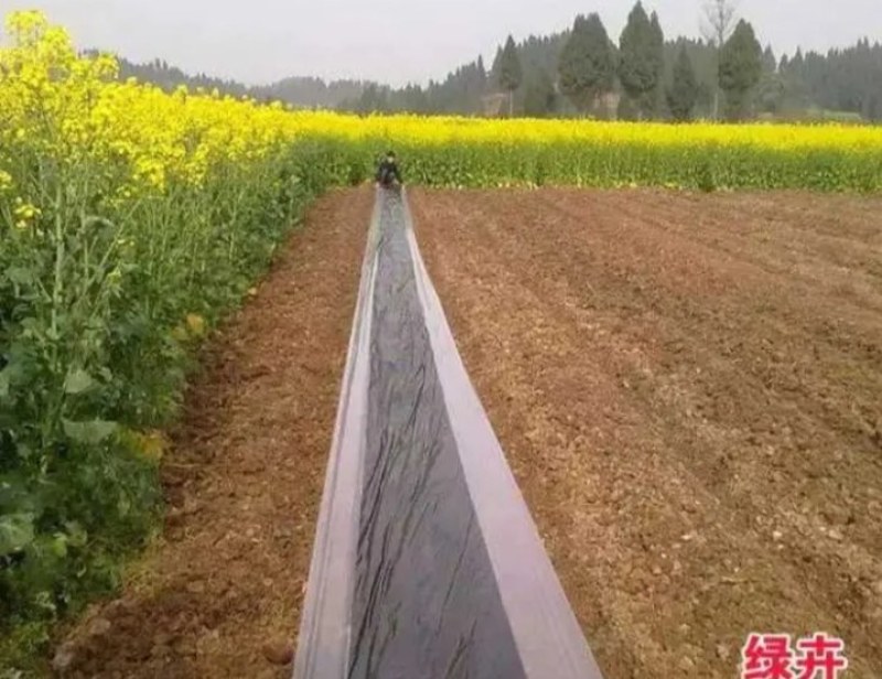 地膜瓜果蔬菜专用膜农用黑白相间双白单白地膜除草膜