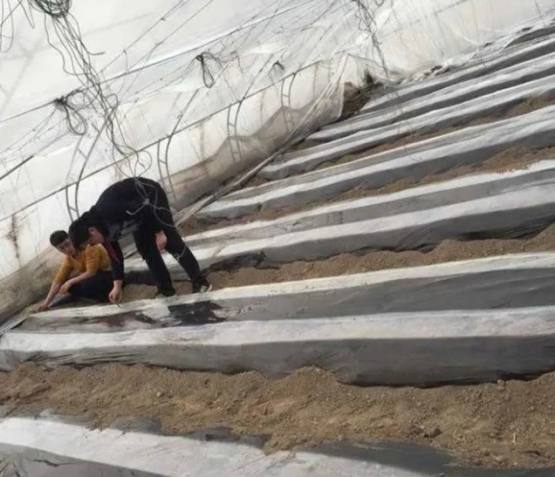 地膜瓜果蔬菜专用膜农用黑白相间双白单白地膜除草膜