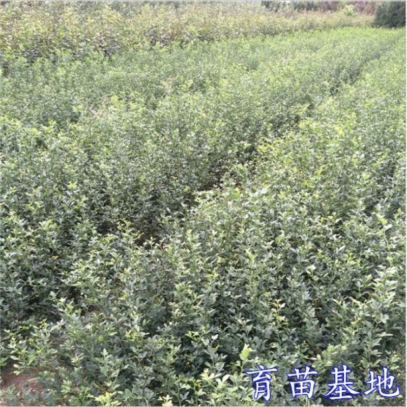 造刺树苗枳壳苗铁篱笆苗枸橘苗绿篱带刺防盗树苗柑桔嫁接苗