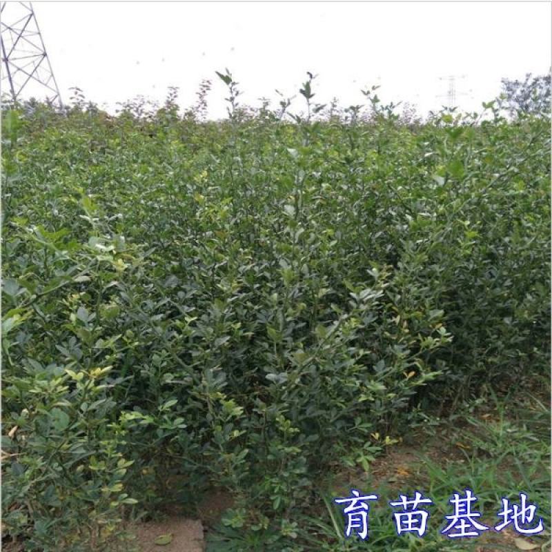 造刺树苗枳壳苗铁篱笆苗枸橘苗绿篱带刺防盗树苗柑桔嫁接苗
