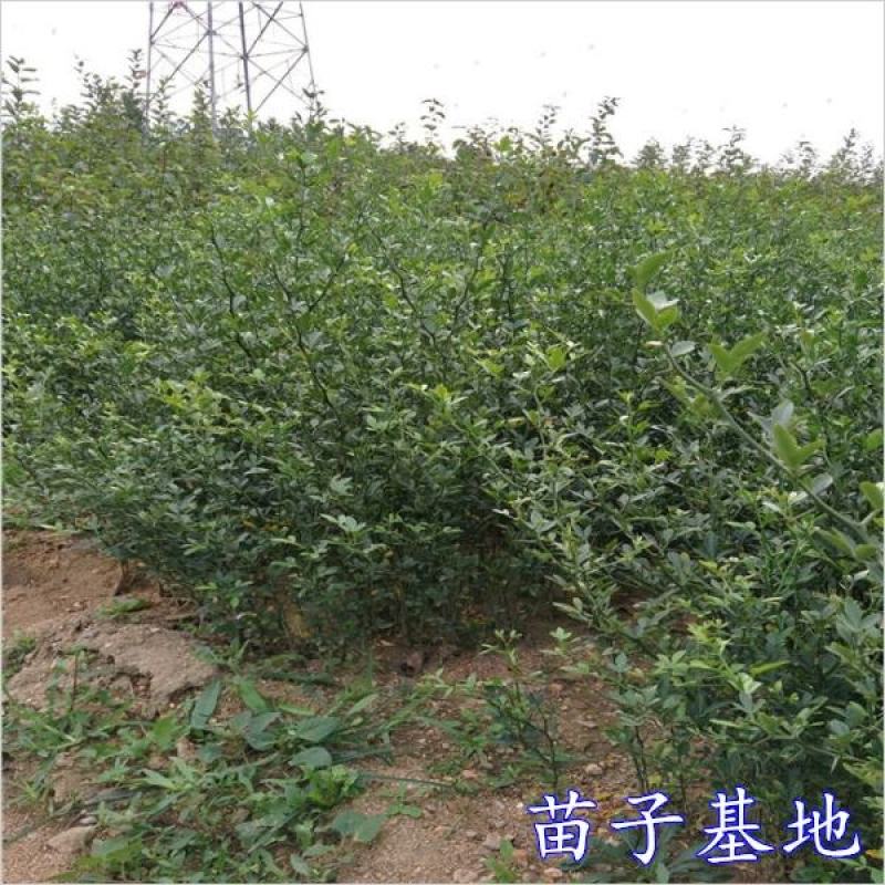 造刺树苗枳壳苗铁篱笆苗枸橘苗绿篱带刺防盗树苗柑桔嫁接苗