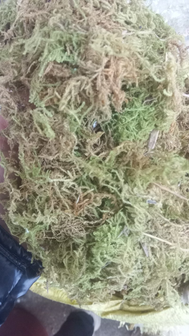 苔藓干货大量冬眠保暖佳品地平绿化苗木是好的选择