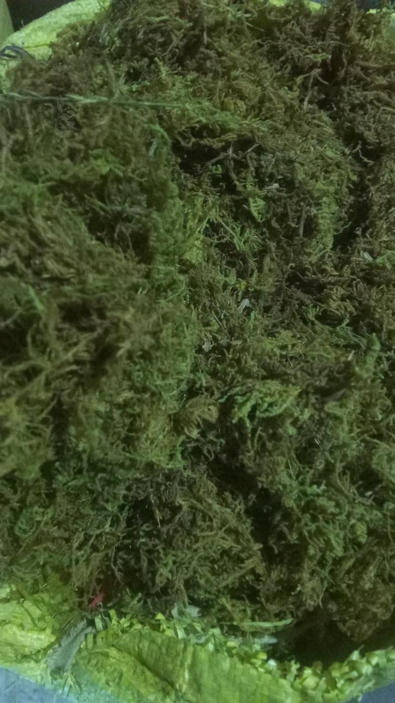 苔藓干货大量冬眠保暖佳品地平绿化苗木是好的选择