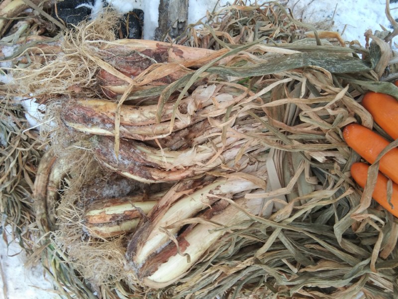 陕北米脂山地红葱大量出售