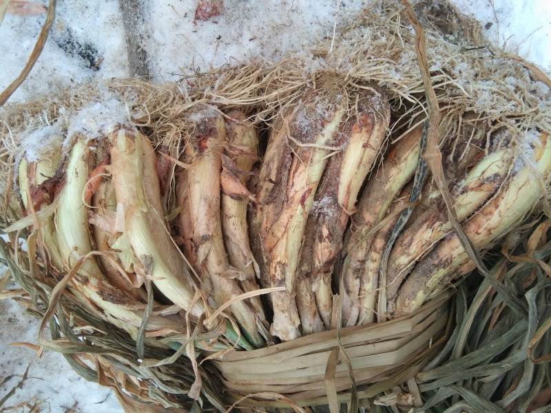 陕北米脂山地红葱大量出售