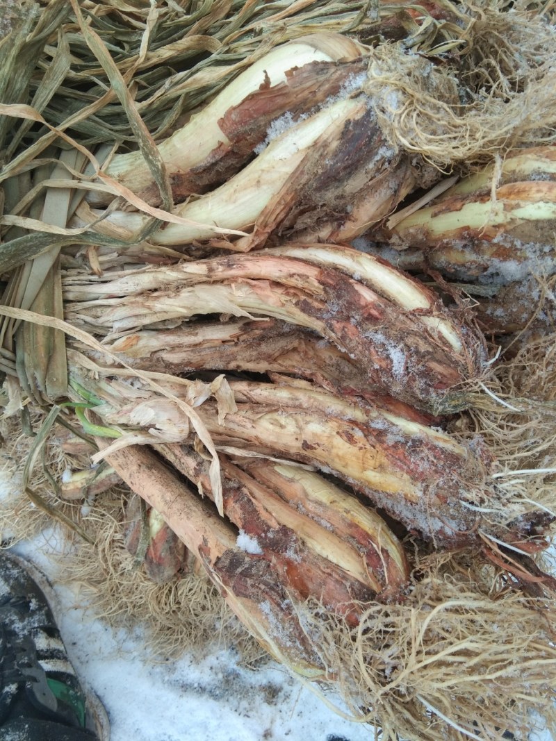 陕北米脂山地红葱大量出售