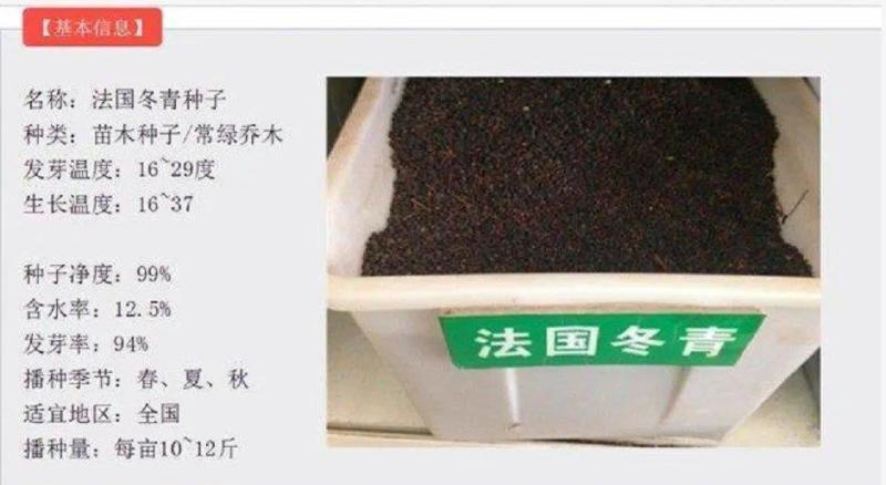 法国冬青种子红果冬青北美冬青小叶冬青种子龟甲冬青