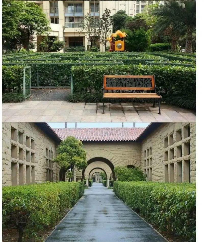法国冬青种子红果冬青北美冬青小叶冬青种子龟甲冬青