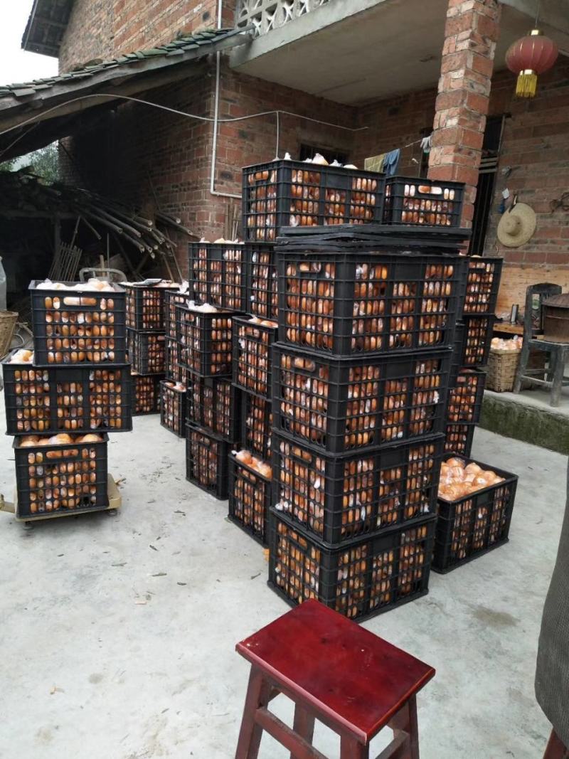 碰柑储存果（大小已分级，耐运输耐储存）保质保量供货