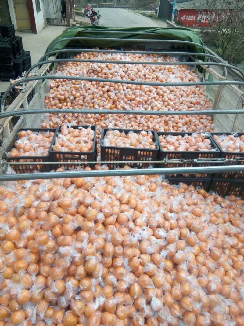 碰柑储存果（大小已分级，耐运输耐储存）保质保量供货