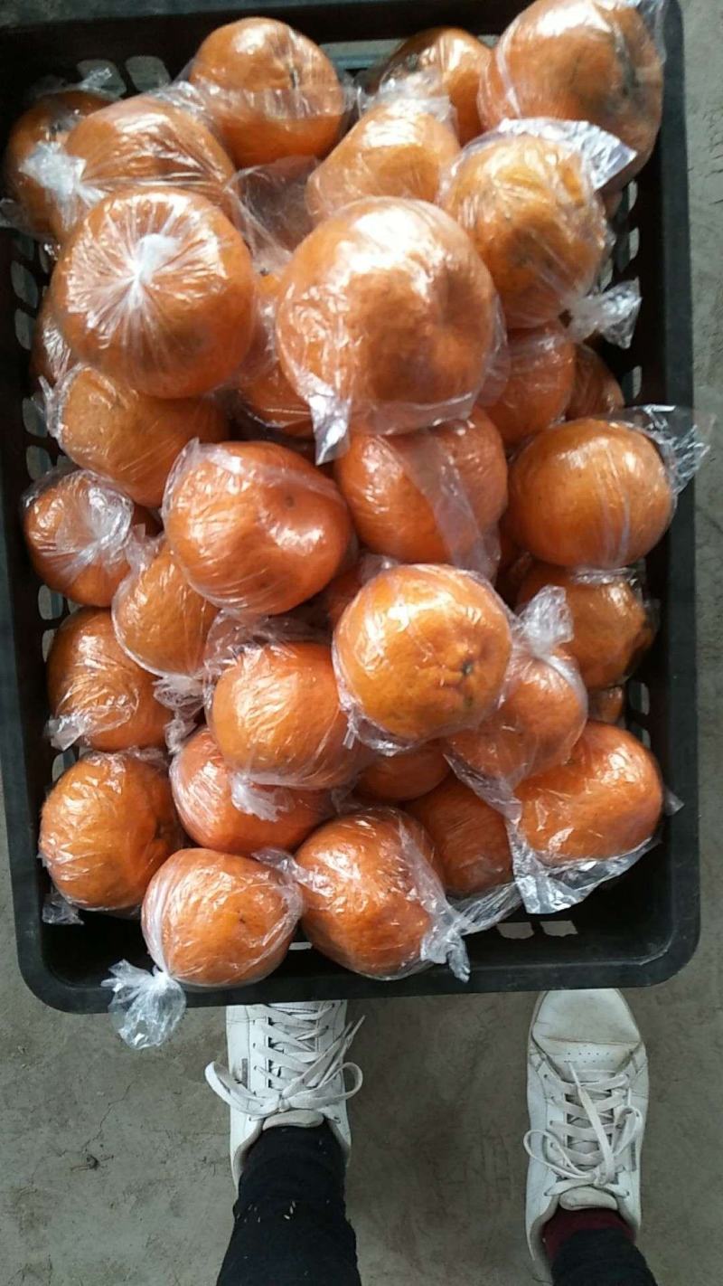 碰柑储存果（大小已分级，耐运输耐储存）保质保量供货