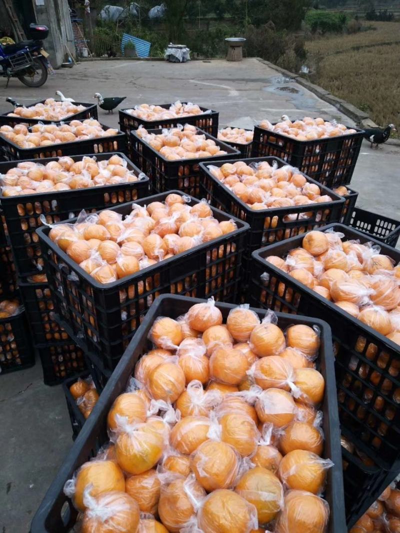 碰柑储存果（大小已分级，耐运输耐储存）保质保量供货