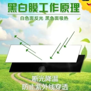 全新料进口大棚膜聚乙烯抗老化耐用无滴膜黑白膜养殖膜