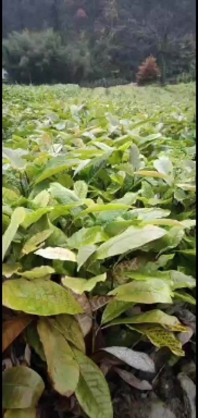 厚朴苗地径0.8到一公分，最好尖叶厚