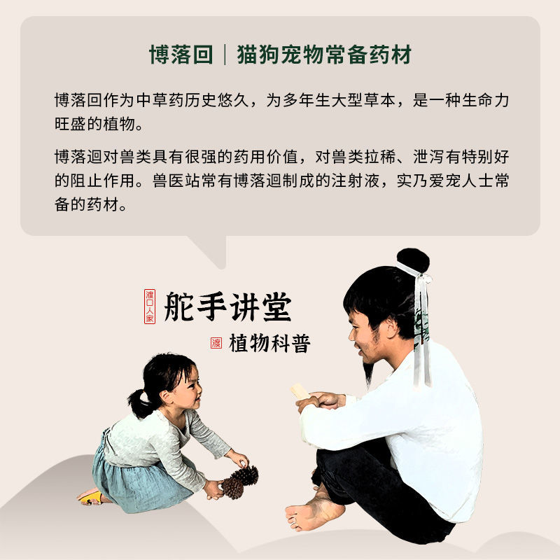 药材种子博落回种子