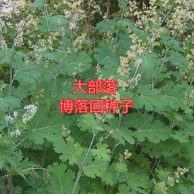 药材种子博落回种子