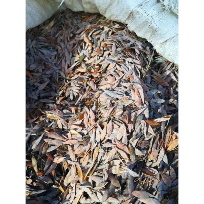 药材种子博落回种子