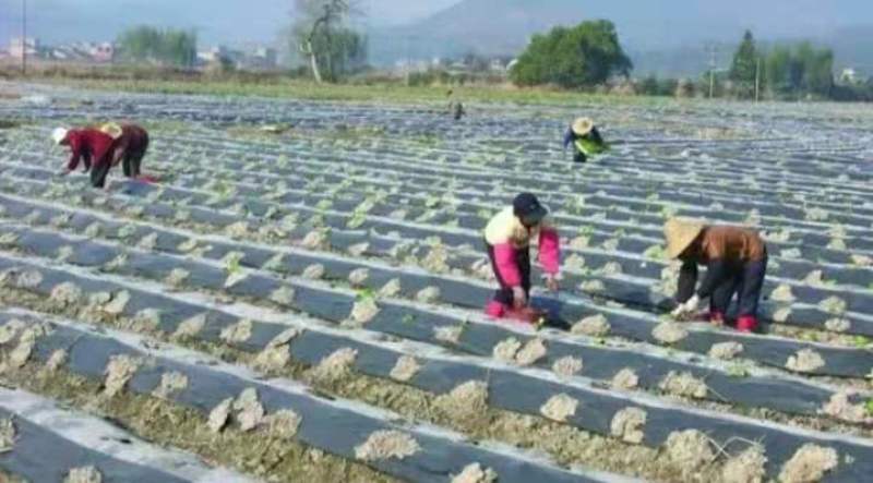 地膜黑白相间膜除草膜保温膜一卷也算批发价出售