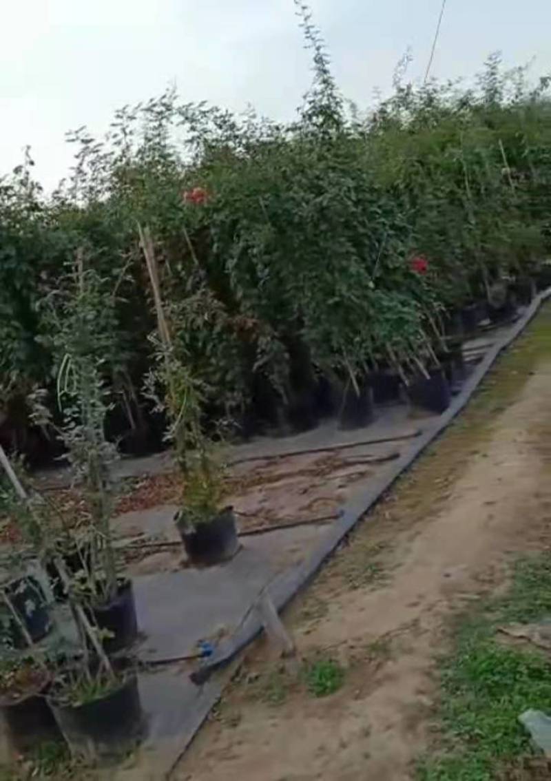 全新料PE抗老化防草布，大小尺寸都有用时长