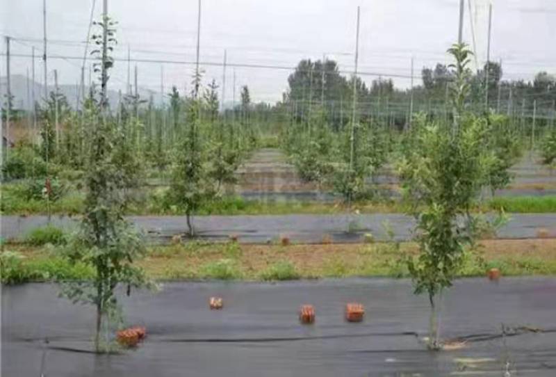 全新料PE抗老化防草布，大小尺寸都有用时长
