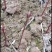 七叶树50~100cm50~100cm
