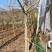 七叶树50~100cm50~100cm