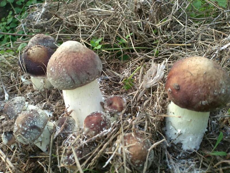 大球盖菇报信菇出土了