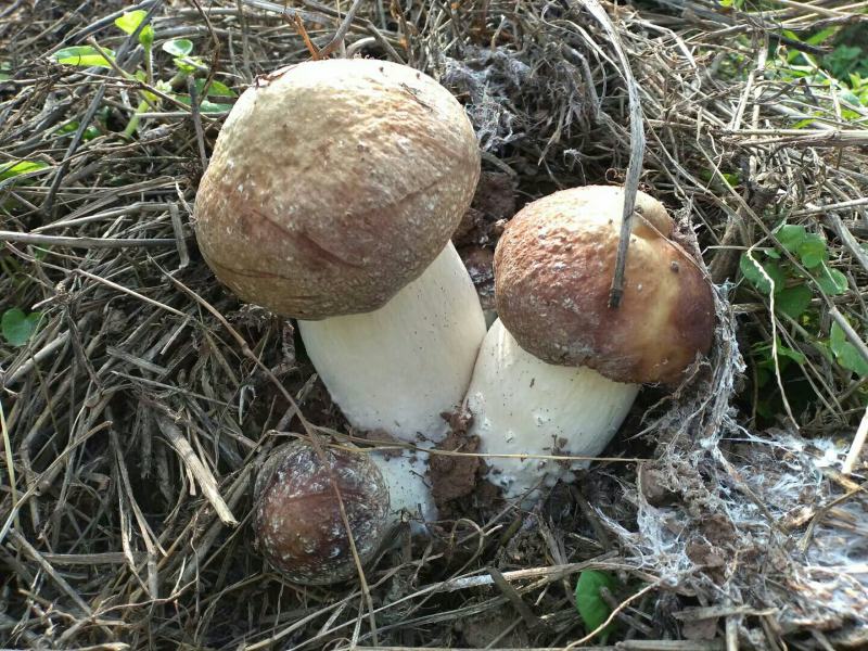 大球盖菇报信菇出土了