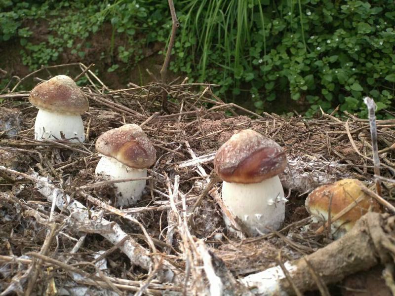 大球盖菇报信菇出土了