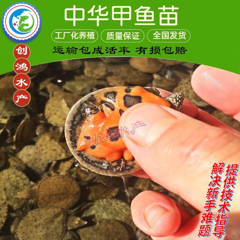【大量出售】中华龟鳖苗甲鱼苗水鱼苗放生鱼放生鳖苗