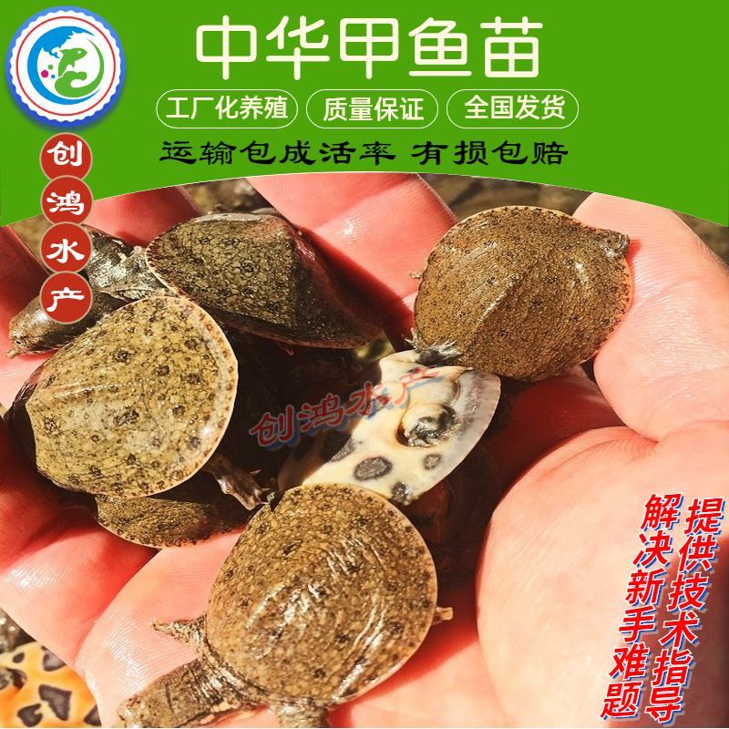 【大量出售】中华龟鳖苗甲鱼苗水鱼苗放生鱼放生鳖苗