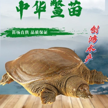 【大量出售】中华龟鳖苗甲鱼苗水鱼苗放生鱼放生鳖苗