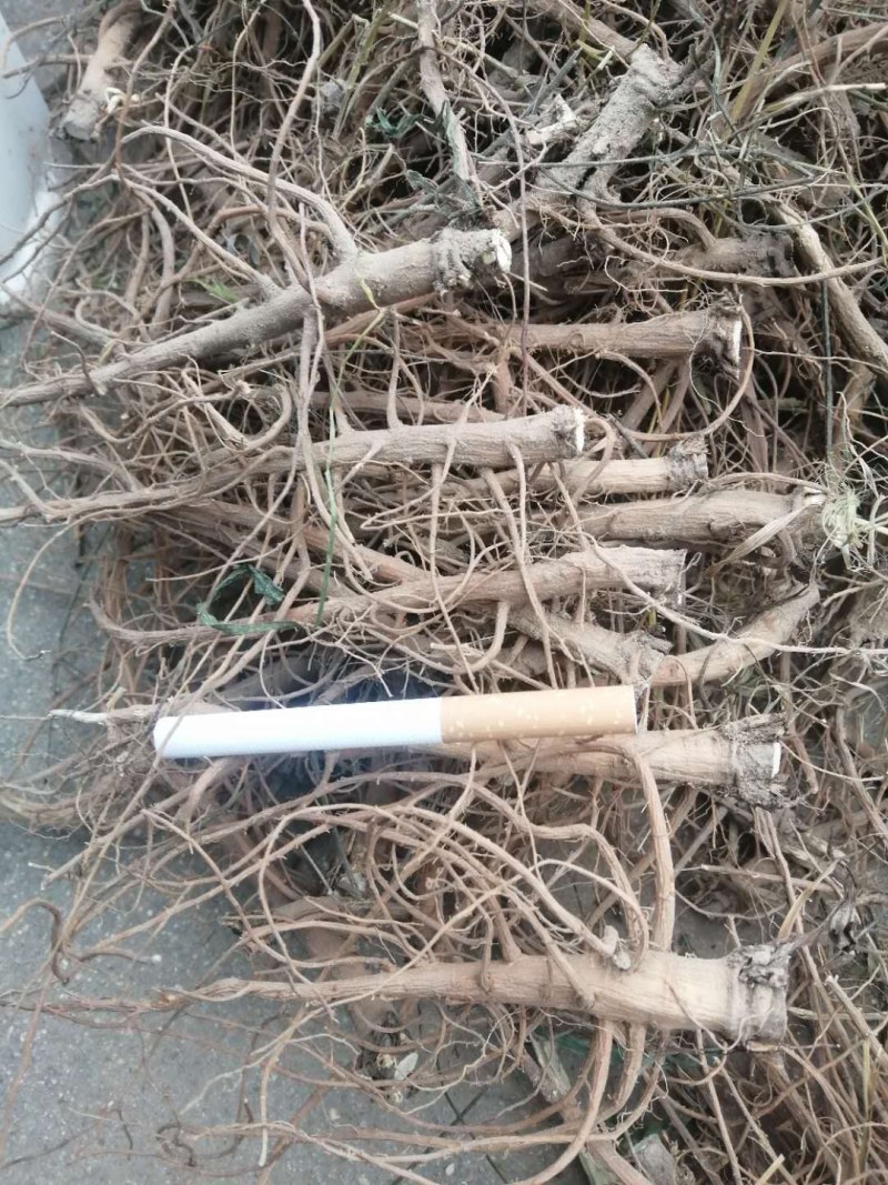 柴胡出售，自家种植的柴胡出售，又粗又长，