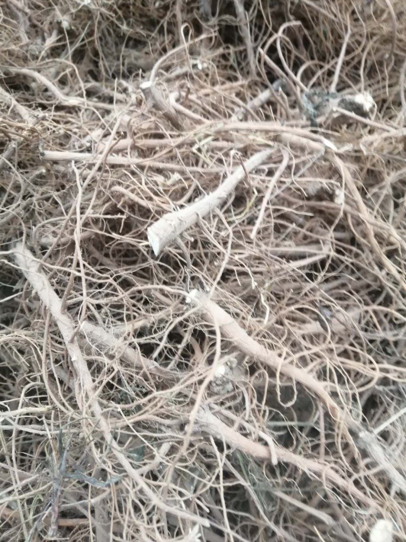柴胡出售，自家种植的柴胡出售，又粗又长，