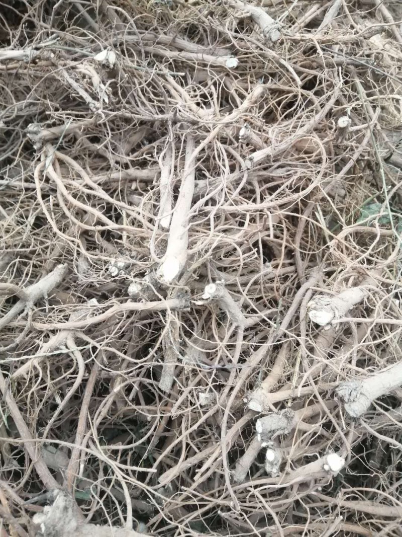 柴胡出售，自家种植的柴胡出售，又粗又长，