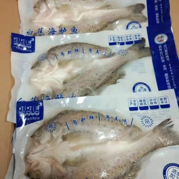 真空包装海鲈鱼好品质，全国各地都可以发货