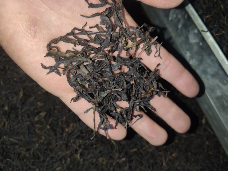 凤凰单枞茶二春蜜兰香春尾腊味好茶容好茶水浓香