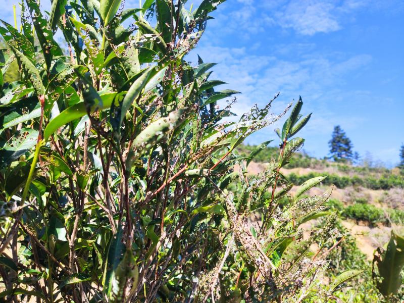 凤凰单枞茶二春蜜兰香春尾腊味好茶容好茶水浓香