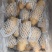 土豆库存平度土豆滕州土豆出库价格便宜保质量