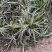 大量出售工程绿化苗地被植物金边麦冬需要可联系