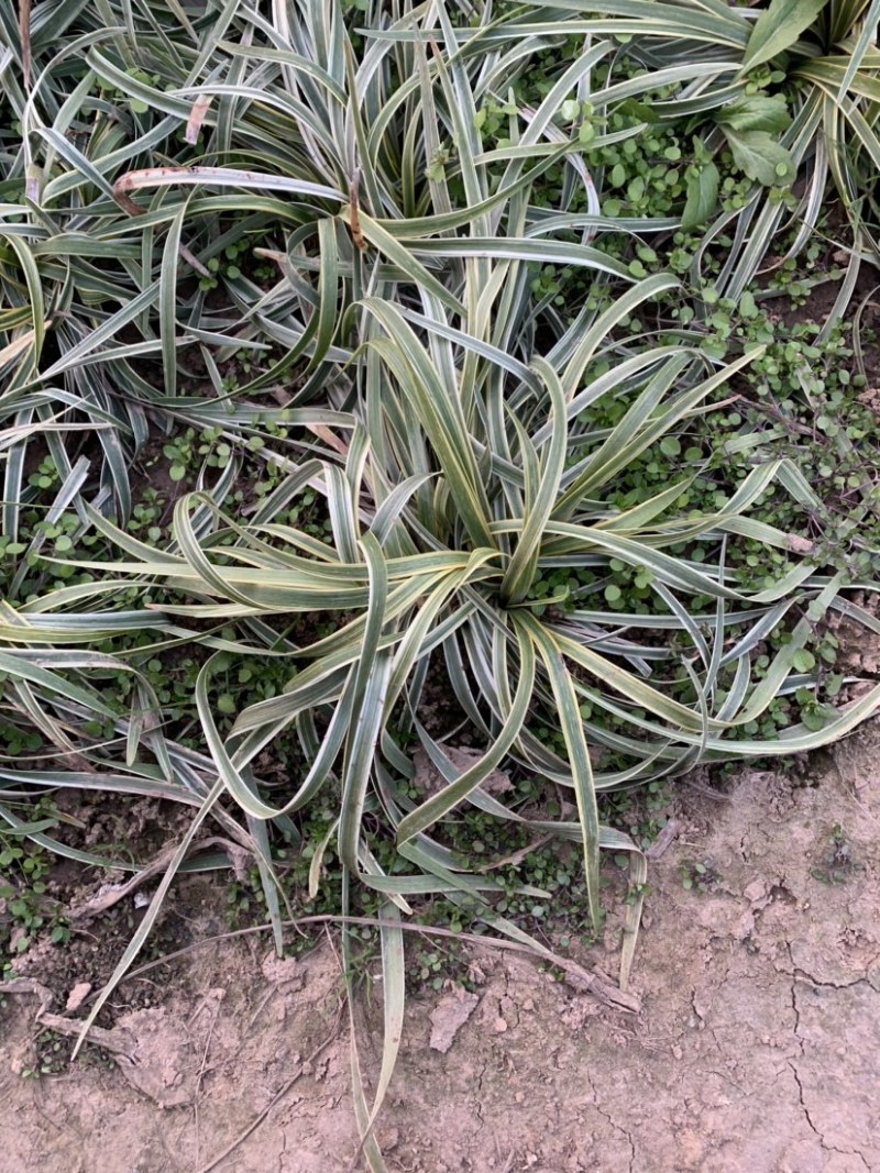 大量出售工程绿化苗地被植物金边麦冬需要可联系