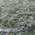 大量出售工程绿化苗地被植物金边麦冬需要可联系