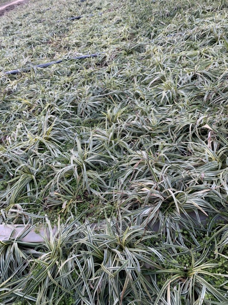 大量出售工程绿化苗地被植物金边麦冬需要可联系