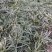 大量出售工程绿化苗地被植物金边麦冬需要可联系