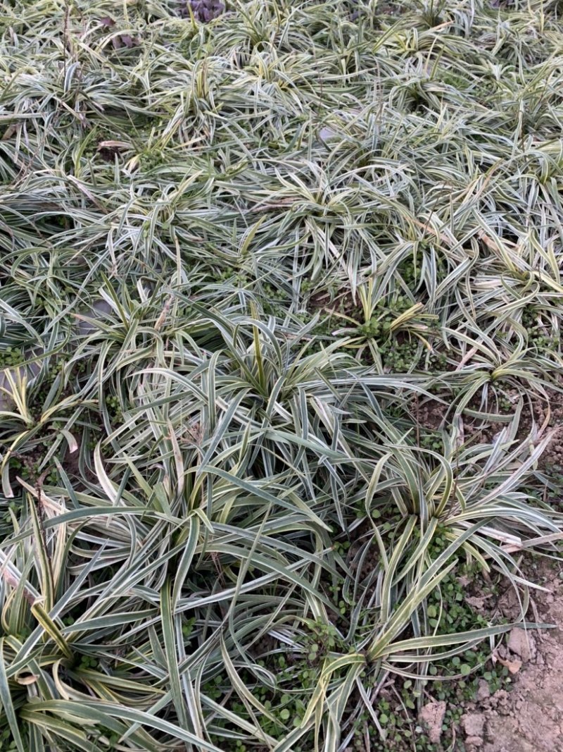 大量出售工程绿化苗地被植物金边麦冬需要可联系